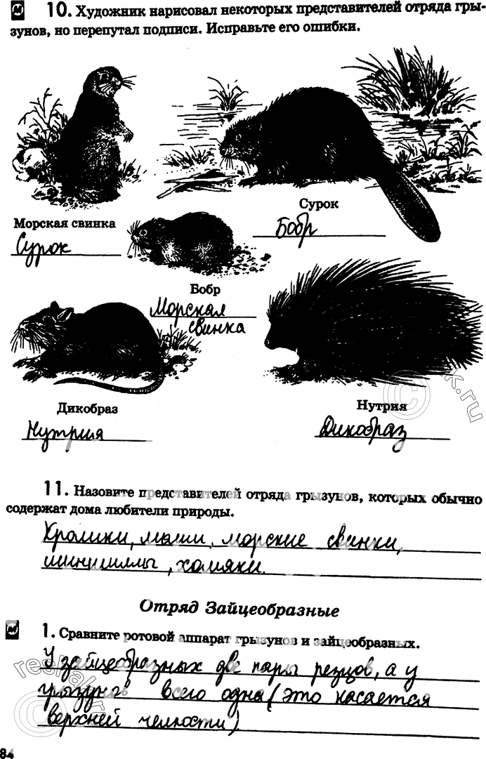 Изображение 10. Художник нарисовал некоторых представителей отряда грызунов, но перепутал подписи....