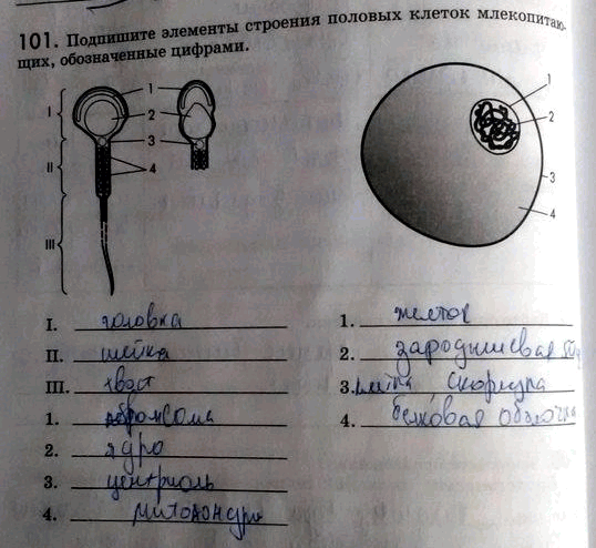 Изображение 1 0 1. Подпишите элементы строения половых клеток млекопитающих, обозначенные цифрами.  Развитие половых клеток....