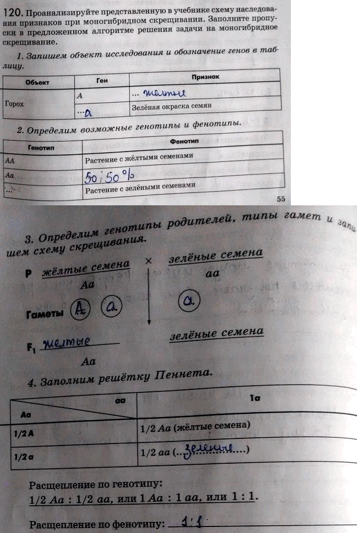Изображение 1 20. Проанализируйте представленную в учебнике схему наследования признаков при...