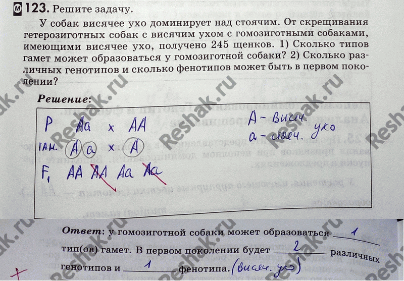 Изображение 1 23. Решите задачу.  У собак висячее ухо доминирует над стоячим. От скрещивания...