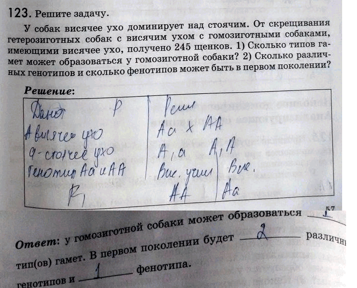 Изображение 1 23. Решите задачу.  У собак висячее ухо доминирует над стоячим. От скрещивания...