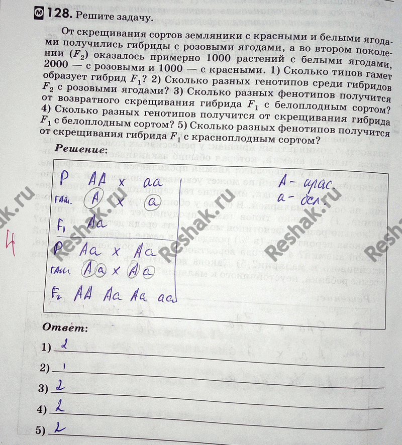 Изображение 1 28. Решите задачу.  От скрещивания сортов земляники с красными и белыми ягодами получились...