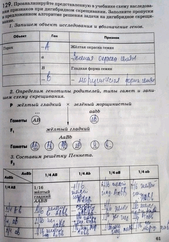 Изображение 1 29. Проанализируйте представленную в учебнике схему наследования признаков при...