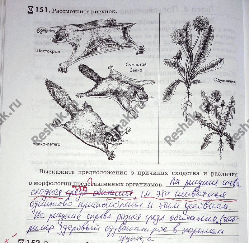 Изображение 1 5 1. Рассмотрите рисунок.  Выскажите предположения о причинах сходства и различия в морфологии представленных...