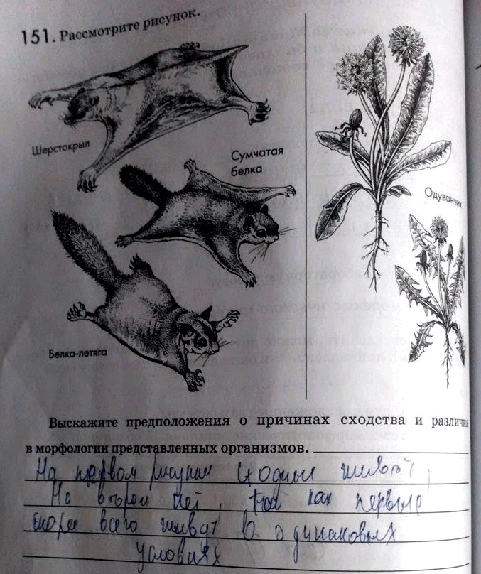 Изображение 1 5 1. Рассмотрите рисунок.  Выскажите предположения о причинах сходства и различия в морфологии представленных...