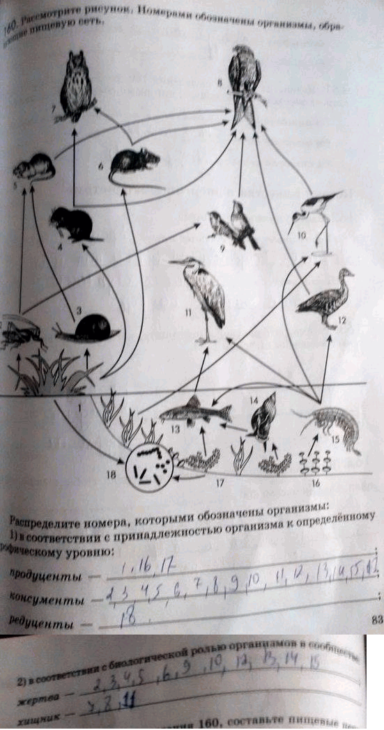 Изображение 1 60. Рассмотрите рисунок. Номерами обозначены организмы, образующие пищевую сеть. ...