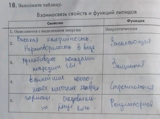 Изображение 1 8. Заполните таблицу.  Взаимосвязь свойств и функций липидов Свойство Функция  1. Окисляются...