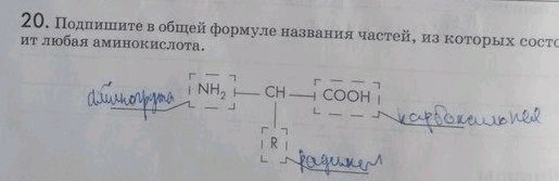 Изображение 20. Подпишите в общей формуле названия частей, из которых состоит любая...