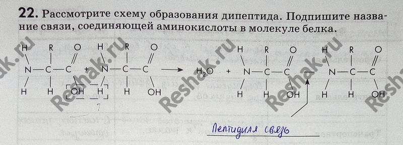 Изображение 22. Рассмотрите схему образования дипептида. Подпишите название связи, соединяющей аминокислоты в молекуле...