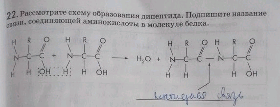 Изображение 22. Рассмотрите схему образования дипептида. Подпишите название связи, соединяющей аминокислоты в молекуле...