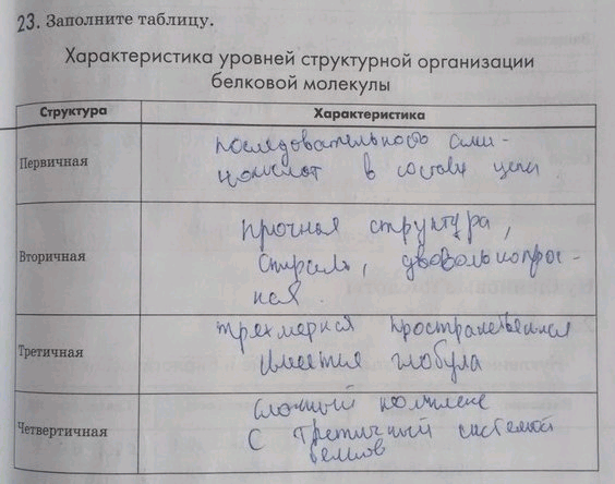 Изображение 23. Заполните таблицу.  Характеристика уровней структурной организации белковой молекулы...