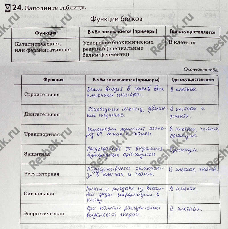 Изображение 24. Заполните таблицу.  Функции белков Функция B чём заключается (примеры) Где осуществляется ...
