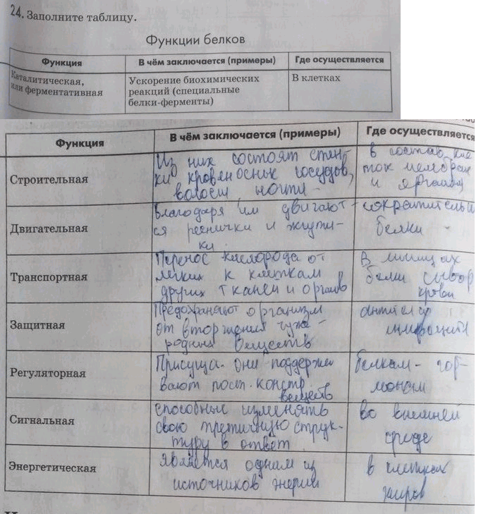 Изображение 24. Заполните таблицу.  Функции белков Функция B чём заключается (примеры) Где осуществляется ...