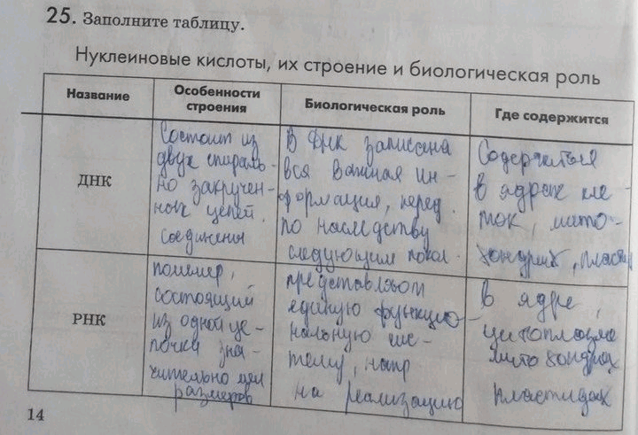 Изображение 25. Заполните таблицу.  Нуклеиновые кислоты, их строение и биологическая роль Название Особенности Биологическая роль Где содержится  строения  ДНК ...