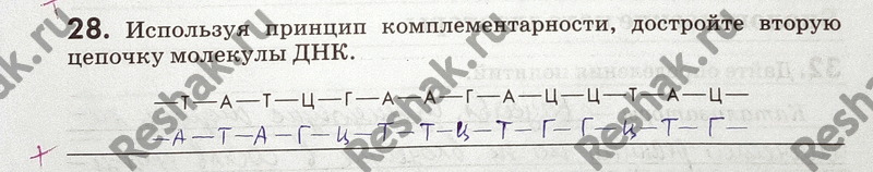 Изображение 28. Используя принцип комплементарности, достройте вторую цепочку молекулы ДНК. ...