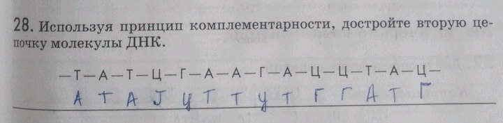 Изображение 28. Используя принцип комплементарности, достройте вторую цепочку молекулы ДНК. ...