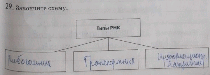 Изображение Упр.29 ГДЗ Рабочая тетрадь Пасечник 9 класс