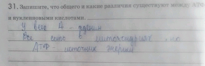 Изображение 31. Запишите, что общего и какие различия существуют между АТФ и нуклеиновыми кислотами. _ Биологические...
