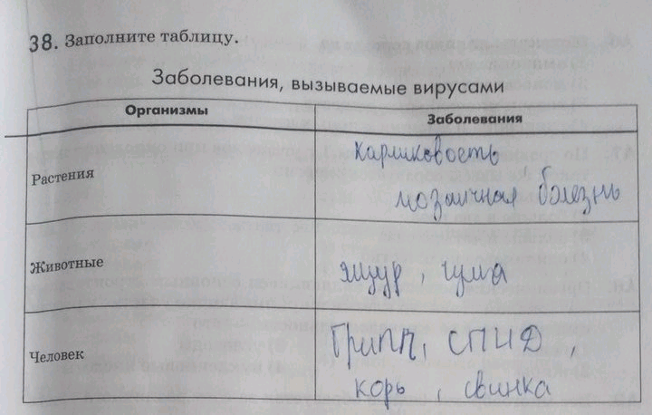 Изображение 38. Заполните таблицу.  Заболевания, вызываемые вирусами Организмы Заболевания  Растения  Животные ...