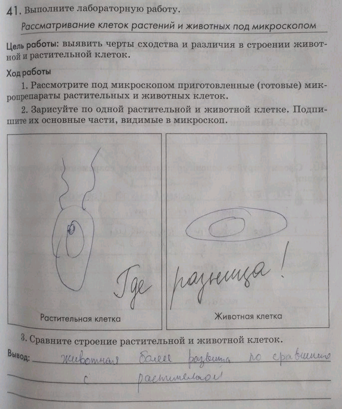 Изображение 41. Выполните лабораторную работу.  Рассматривание клеток растений и животных под...