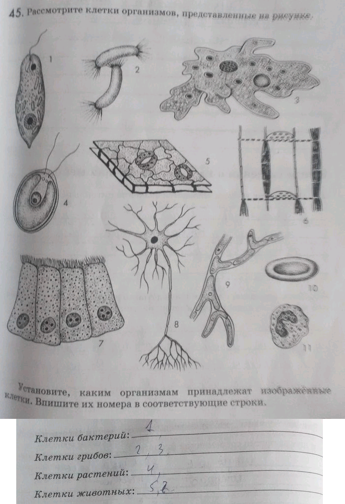 Изображение 45. Рассмотрите клетки организмов, представленные на рисунке.  Установите, каким организмам...