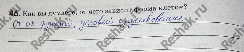 Изображение 46. Как вы думаете, от чего зависит форма клеток? Общие сведения о клетках. Клеточная...