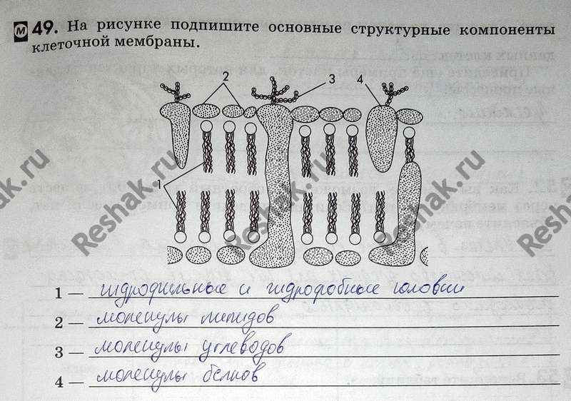 Изображение 49. Ha рисунке подпишите основные структурные компоненты клеточной мембраны.  1— 2 — 3— 4...