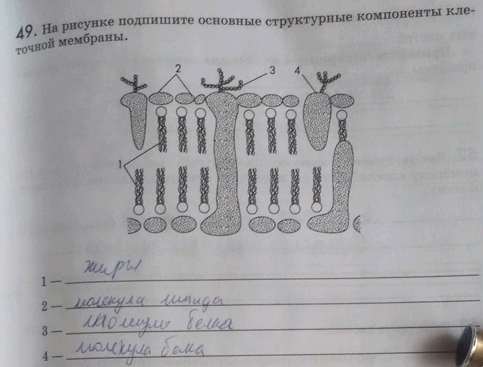 Изображение 49. Ha рисунке подпишите основные структурные компоненты клеточной мембраны.  1— 2 — 3— 4...