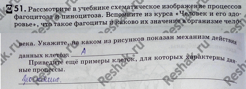 Изображение 51. Рассмотрите в учебнике схематическое изображение процессов фагоцитоза и пиноцитоза....