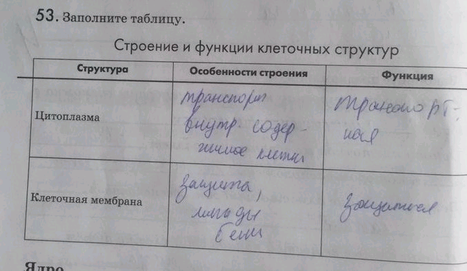 Изображение 53. Заполните таблицу.  Строение и функции клеточных структур Структура Особенности строения Функция  Цитоплазма  Клеточная мембрана ...