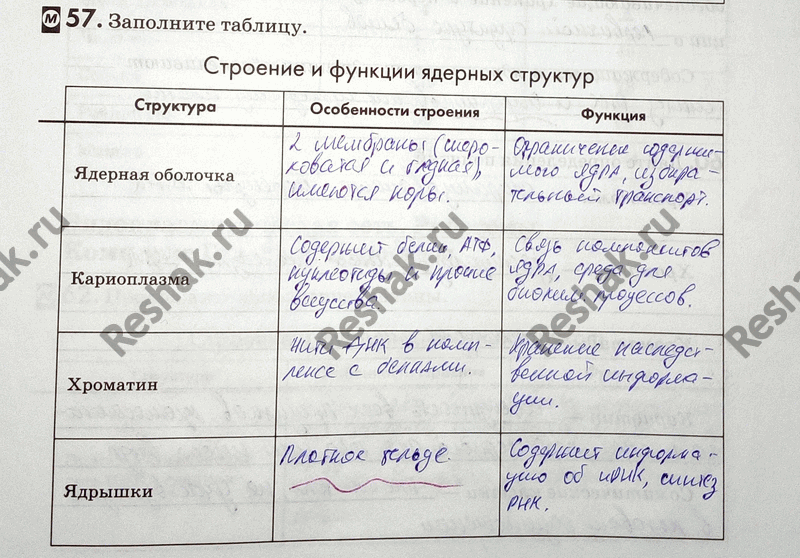 Изображение 57. Заполните таблицу.  Строение и функции ядерных структур Структура Особенности строения Функция  Ядерная оболочка  Кариоплазма  Хроматин ...
