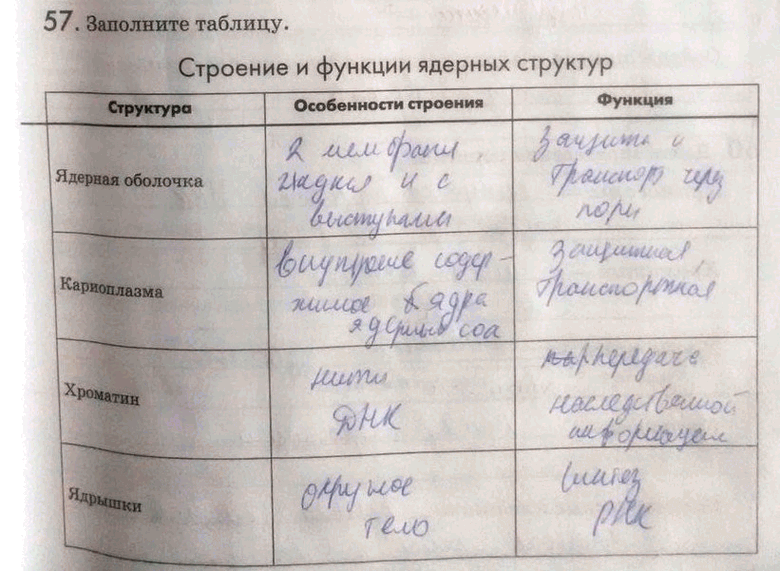 Изображение 57. Заполните таблицу.  Строение и функции ядерных структур Структура Особенности строения Функция  Ядерная оболочка  Кариоплазма  Хроматин ...