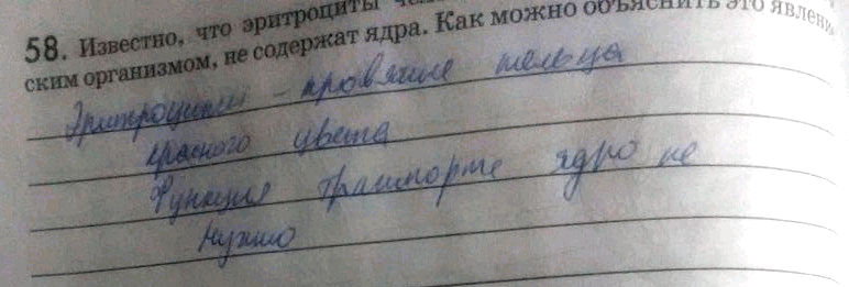 Изображение 58. Известно, что эритроциты человека, являющегося эукариотическим организмом, не содержат ядра. Как можно объяснить это...