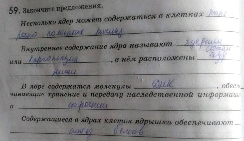 Изображение 59. Закончите предложения.  Несколько ядер может содержаться в клетках Внутреннее содержание...