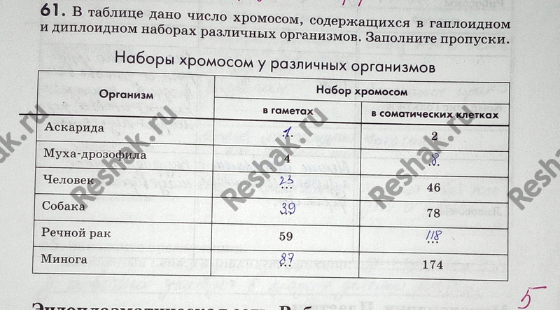 Изображение 61. B таблице дано число хромосом, содержащихся в гаплоидном и диплоидном наборах различных...