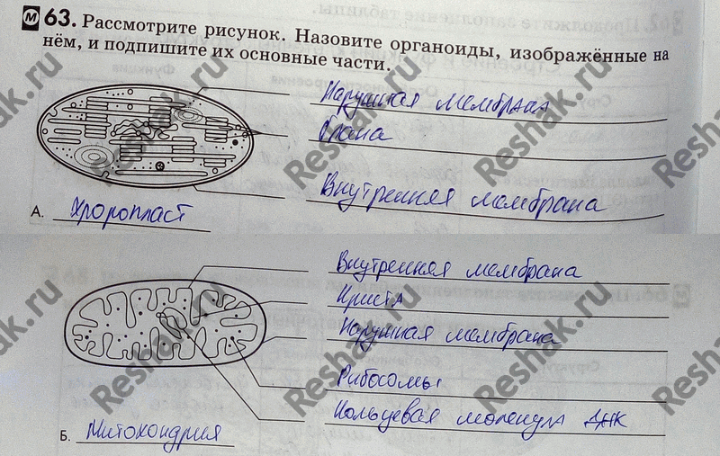 Изображение 63. Рассмотрите рисунок. Назовите органоиды, изображённые на нём, и подпишите их основные...