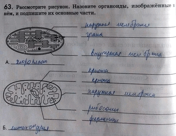 Изображение 63. Рассмотрите рисунок. Назовите органоиды, изображённые на нём, и подпишите их основные...