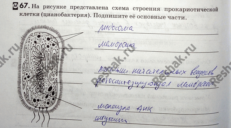 Изображение 67. Ha рисунке представлена схема строения прокариотической клетки (цианобактерия) . Подпишите её основные...
