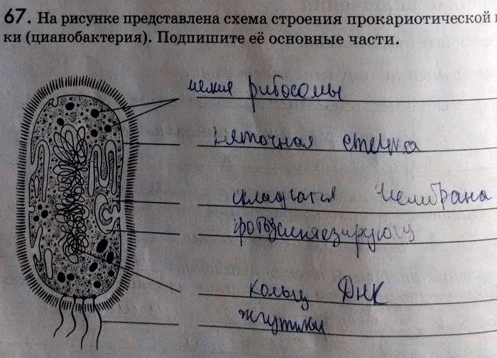 Изображение 67. Ha рисунке представлена схема строения прокариотической клетки (цианобактерия) . Подпишите её основные...