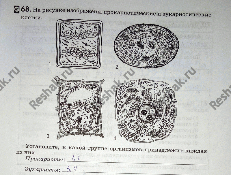 Изображение 68. Ha рисунке изображены прокариотические и эукариотические клетки.  Установите, к какой группе организмов принадлежит каждая из них.  Прокариоты: Эукариоты:...