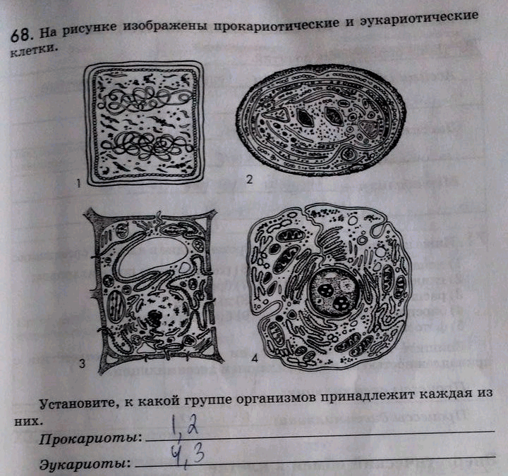 Изображение 68. Ha рисунке изображены прокариотические и эукариотические клетки.  Установите, к какой группе организмов принадлежит каждая из них.  Прокариоты: Эукариоты:...