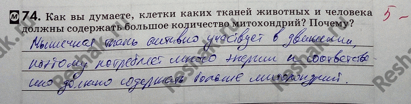 Изображение 74. Как вы думаете, клетки каких тканей животных и человека должны содержать большое количество митохондрий? Почему?_ Типы питания...