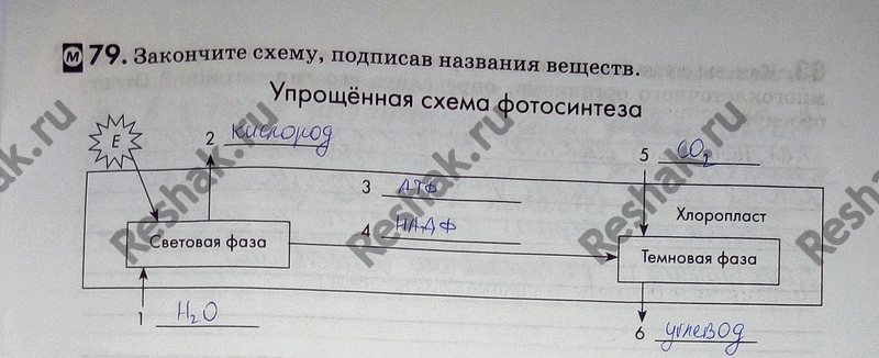 Изображение 79. Заполните таблицу.  Классификация гетеротрофных организмов по способу получения...