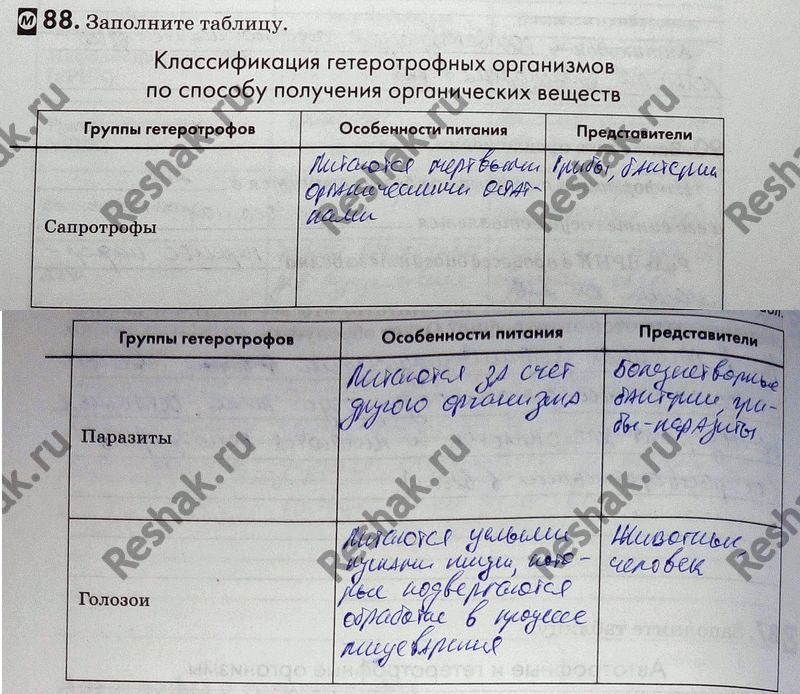 Изображение 88. Как вы думаете, можно ли, рассмотрев единственную клетку многоклеточного организма, определить его тип питания? Ответ обоснуйте.  Синтез белков в...