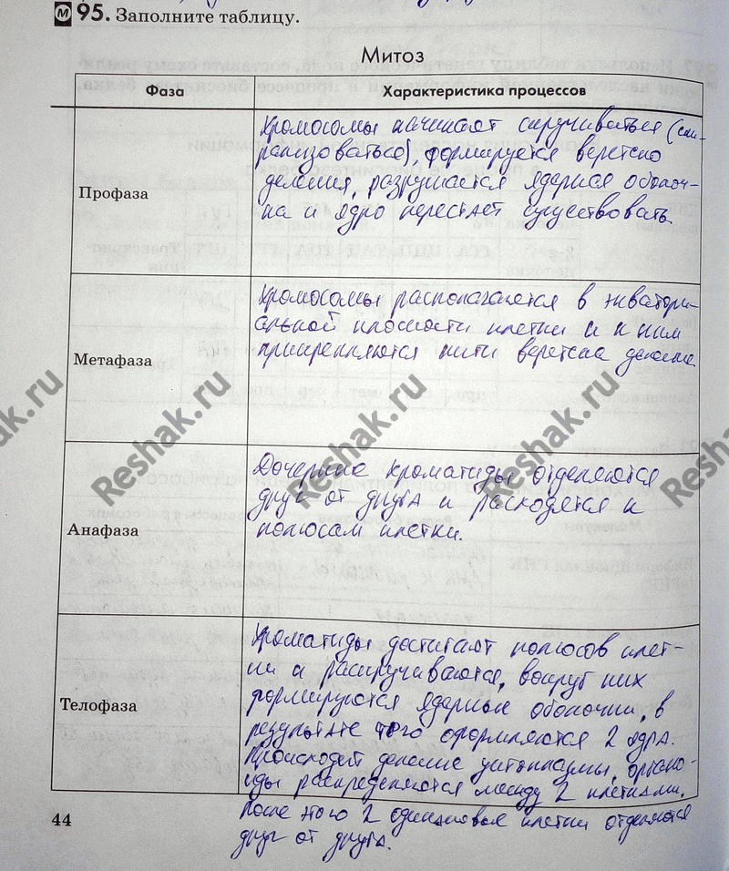 Изображение 95. Заполните таблицу.  Митоз Фаза Характеристика процессов  Профаза  Метафаза  Анафаза ...