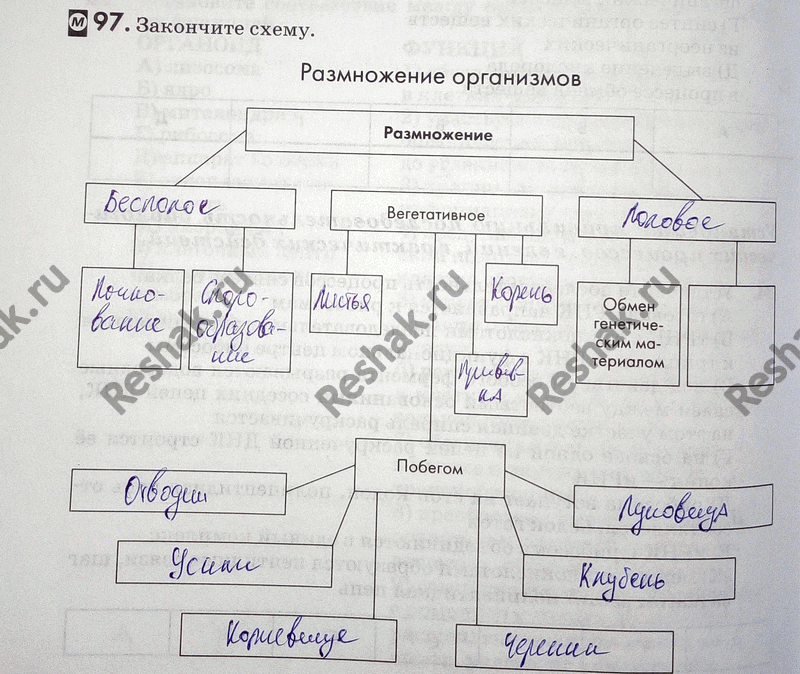 Изображение Упр.97 ГДЗ Рабочая тетрадь Пасечник 9 класс