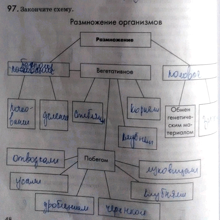 Изображение Упр.97 ГДЗ Рабочая тетрадь Пасечник 9 класс